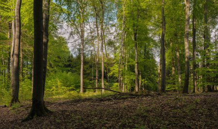Téléchargez les photos : Saison merveilleuse printemps, avril et mai, vert frais des hêtres dans la forêt - en image libre de droit