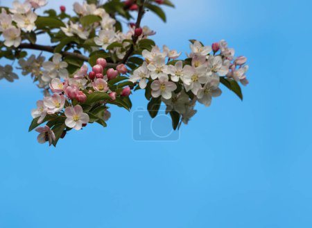 Téléchargez les photos : Merveilleuse saison printemps, avril et mai, fleurs de pommiers sauvages Malus - en image libre de droit