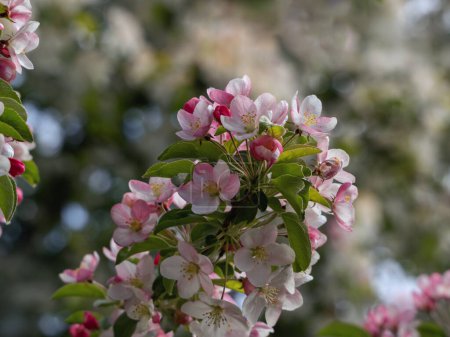 Herrliche Jahreszeit Frühling, April und Mai, wilde Apfelblüten Malus