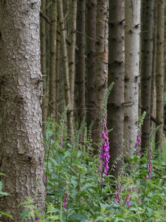 Téléchargez les photos : Forêt, ambiance forêt le matin de mai, défrichement avec des gants de renard et des épinettes de bois mort - en image libre de droit