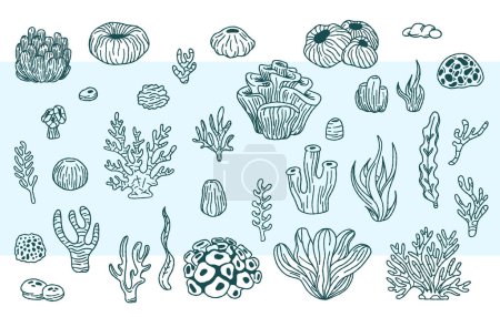 Vector collection of hand drawn sea weeds, corals, sea anemones illustration. Underwater sketch.
