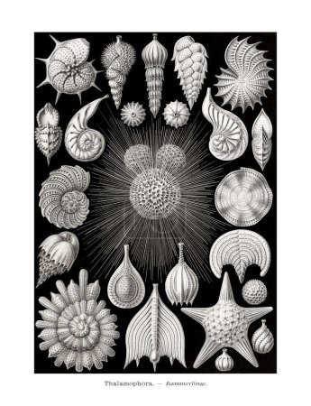Téléchargez les photos : Étoile de mer et escargot vintage - en image libre de droit