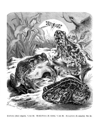 Pen and ink animal wildlife illustration.