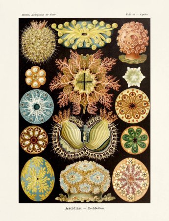 Sea squirt - ERNST HAECKEL -19th Century - Antique Zoological illustration.Illustrations of the book : Art Forms in Nature - Publication Date: 1899