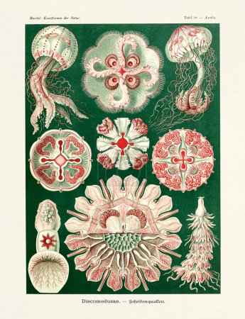Méduses - ERNST HAECKEL - XIXe siècle - Illustration zoologique ancienne.Illustrations du livre : Art Forms in Nature - Date de publication : 1899