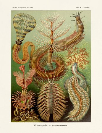 Vers de mer - ERNST HAECKEL - 19ème siècle - Illustration zoologique ancienne.Illustrations du livre : Art Forms in Nature - Date de publication : 1899