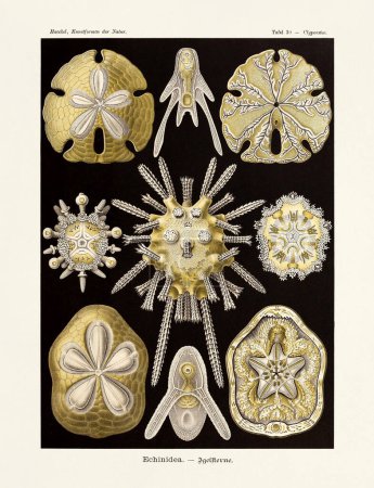 Erizo de mar - ERNST HAECKEL - Siglo XIX - Ilustración zoológica antigua.Ilustraciones del libro: Formas de arte en la naturaleza - Fecha de publicación: 1899