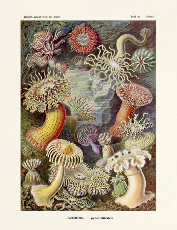 Invertebrados acuáticos - ERNST HAECKEL - Siglo XIX - Ilustración zoológica antigua.Ilustraciones del libro: Formas de arte en la naturaleza - Fecha de publicación: 1899