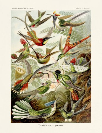Colibríes - ERNST HAECKEL - Siglo XIX - Ilustración zoológica antigua.Ilustraciones del libro: Formas de arte en la naturaleza - Fecha de publicación: 1899