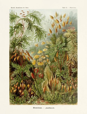 Blumen - ERNST HÄCKEL -19. Jahrhundert - Antike zoologische Illustration.Illustrationen zum Buch: Kunstformen in der Natur - Erscheinungsdatum: 1899
