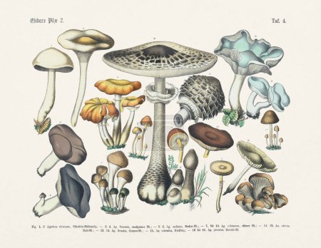 Botanical mushrooms illustration - Antique Botanical  illustration of the german book:Textbook of practical science of plants in words and pictures: for school and home - date 1880