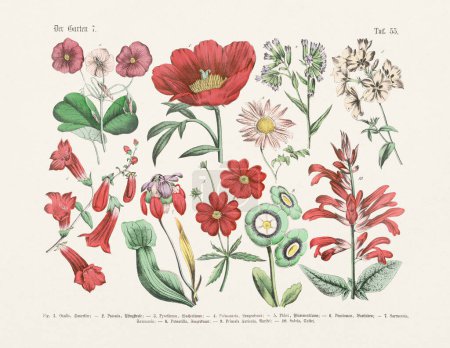 Botanical flowers illustration - Antique Botanical  illustration of the german book: Textbook of practical science of plants in words and pictures: for school and home - Publication date 1880