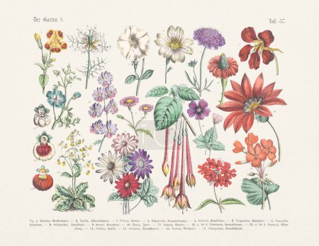 Botanical flowers illustration - Antique Botanical  illustration of the german book: Textbook of practical science of plants in words and pictures: for school and home - Publication date 1880