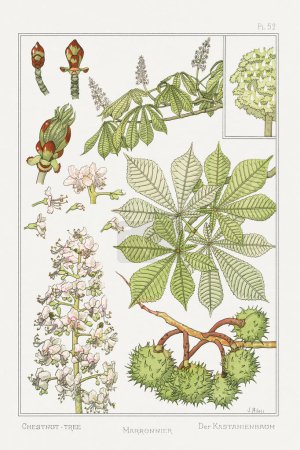 Marronnier (Kastanienbaum). Illustration aus La Plante et ses Applications Ornementales-1896- von Maurice Pillard Verneuil.