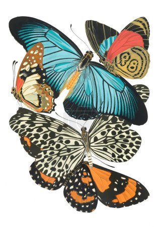 Téléchargez les photos : Belle illustration papillon. Collage coloré de papillons découpés sur un fond blanc uni. - en image libre de droit