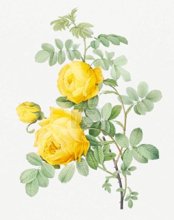 Rosenillustration. Botanische Rosenblütenkunst. Gelbe Rose 