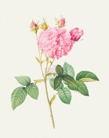 Beautiful Rose Flower illustration. Agatha rose