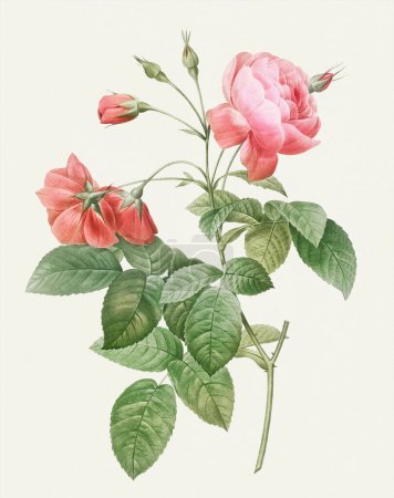 Beautiful Rose Flower illustration. Boursault Rose
