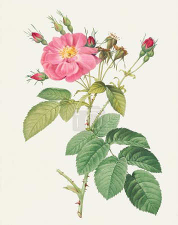 Beautiful Rose Flower illustration. Harsh Downy Rose-Cotton Rose