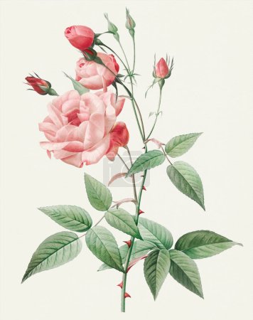 Téléchargez les photos : Belle illustration Rose. Rose de l'Inde - en image libre de droit