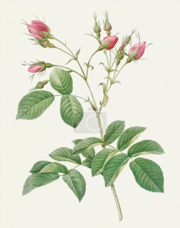 Beautiful Rose Flower illustration. 