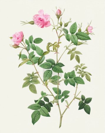 Photo for Beautiful Rose Flower illustration. Wild Rose - Royalty Free Image