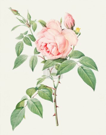 Rosenillustration. Botanische Rosenblütenkunst. Duftender Rosenstrauch