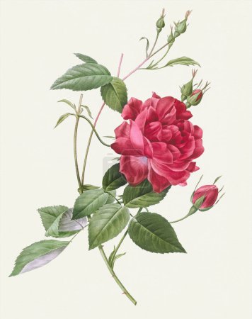 Rose illustration. Botanical rose flower art. Blood-Red Bengal Rose