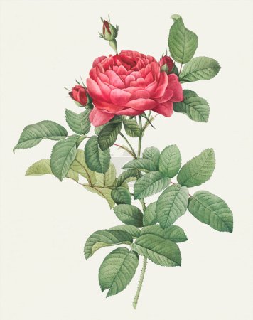 Rosenillustration. Botanische Rosenblütenkunst. Brückenrose