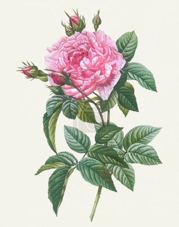 Rosenillustration. Botanische Rosenblütenkunst. Gallische Rose