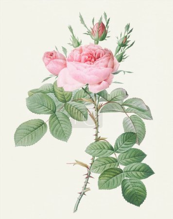 Photo for Rose illustration. Botanical rose flower art. - Royalty Free Image