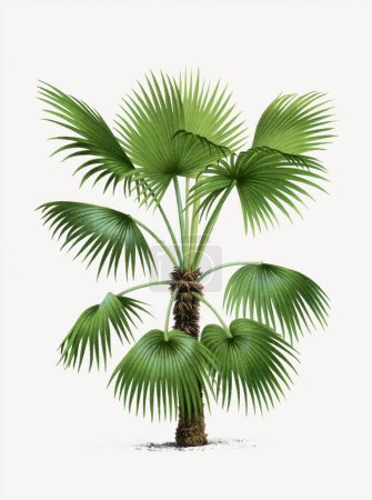 Photo for Botanical palm tree illustration. Trithrinax. Tropical palm plant - Royalty Free Image