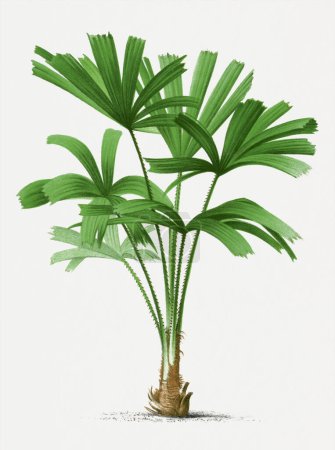 Photo for Botanical palm tree illustration. Licuala. Tropical palm plant - Royalty Free Image