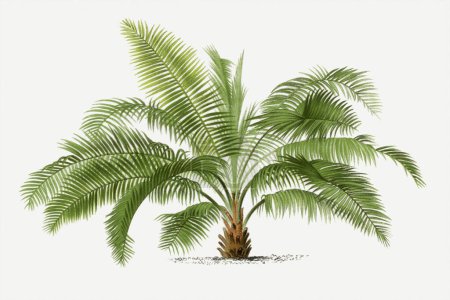 Photo for Botanical palm tree illustration. Jubaea. Tropical palm plant - Royalty Free Image