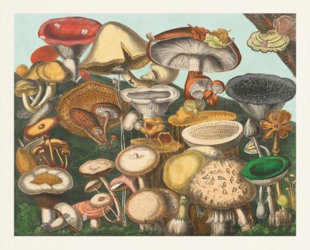Botanische Illustration von Pilzen. Schöne Szene mit Pilzen, die im Wald wachsen.