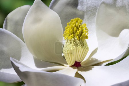 Belle fleur de magnolia blanc. Une photographie en gros plan capturant la beauté délicate d'une fleur de magnolia blanc immaculé.