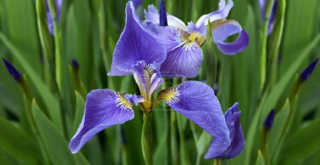 Téléchargez les photos : Majestueux iris bleu, chef-d'œuvre royal de la nature, capturant l'essence de la grâce et de l'allure. - en image libre de droit