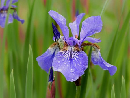 Téléchargez les photos : Majestueux iris bleu, chef-d'œuvre royal de la nature, capturant l'essence de la grâce et de l'allure. - en image libre de droit