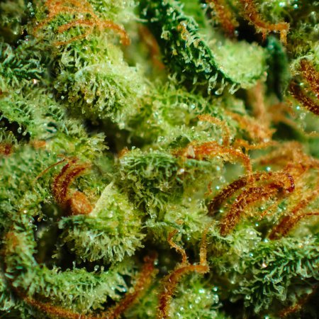 Téléchargez les photos : Un plan macro complexe capturant la beauté et les détails d'un bourgeon de cannabis en gros plan. - en image libre de droit