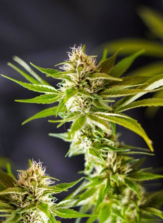 Téléchargez les photos : Floraison d'une plante de cannabis florissante dans un environnement intérieur. - en image libre de droit