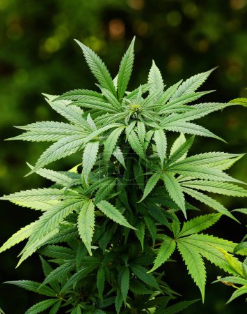 Téléchargez les photos : Plante de cannabis luxuriante et vibrante sans floraison prospère dans un cadre intérieur. - en image libre de droit