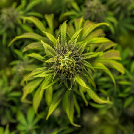 Téléchargez les photos : La beauté de la plante de cannabis dans une perspective descendante unique - en image libre de droit