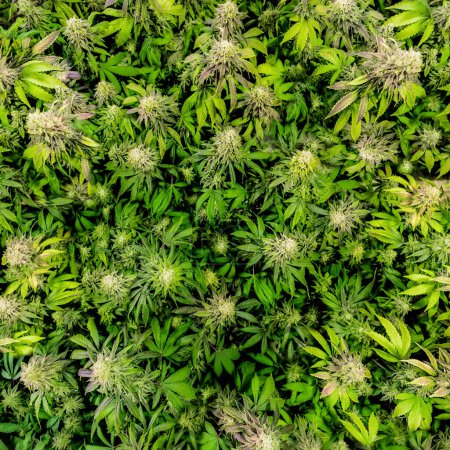 Téléchargez les photos : Une vue aérienne fascinante d'une plantation de cannabis florissante en pleine floraison. - en image libre de droit