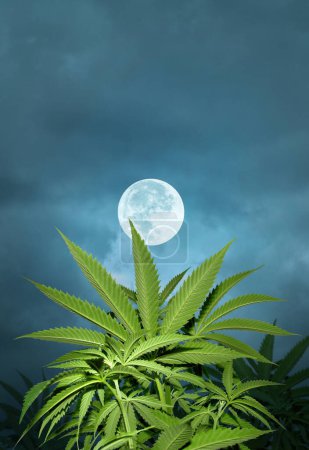 Téléchargez les photos : Une plante de cannabis baignée au clair de lune par une nuit sereine. - en image libre de droit