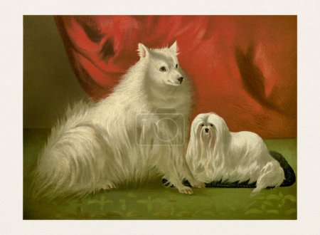 Purebred Dog Illustration. Pomeranian and Maltese 