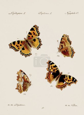Téléchargez les photos : Illustration papillon antique. Art entomologique allemand mettant en vedette une variété de papillons. Vers 1805 - en image libre de droit