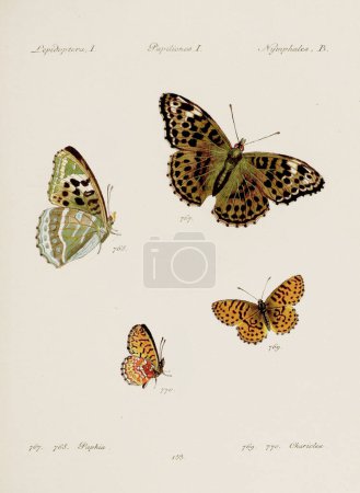 Photo for Antique butterfly illustration. German entomology art featuring a variety of butterflies. Circa 1805 - Royalty Free Image
