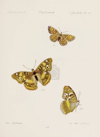 Photo for Antique butterfly illustration. German entomology art featuring a variety of butterflies. Circa 1805 - Royalty Free Image