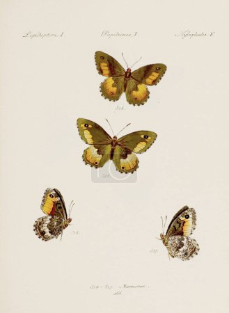 Téléchargez les photos : Illustration papillon antique. Art entomologique allemand mettant en vedette une variété de papillons. Vers 1805 - en image libre de droit