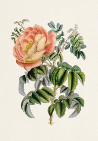 Vintage-style botanical flower artwork in full bloom. Pimprenelle Rose